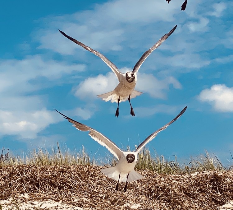 seagulls-photo